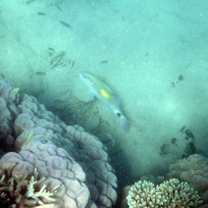 Parupeneus indicus