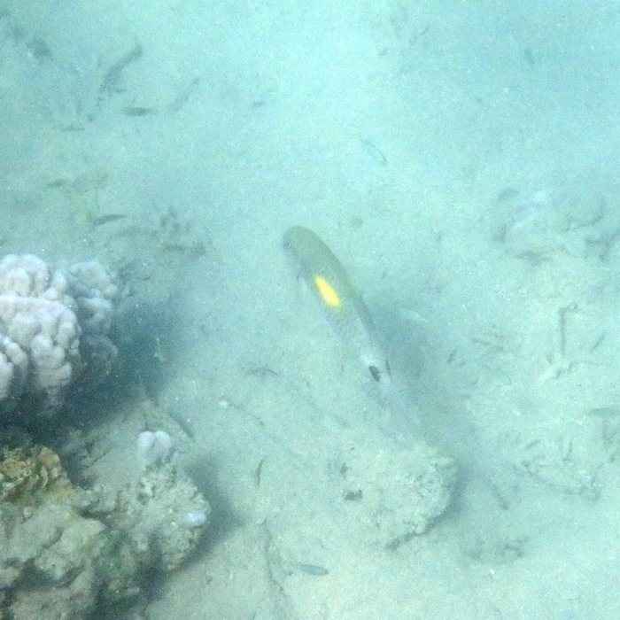 Parupeneus indicus