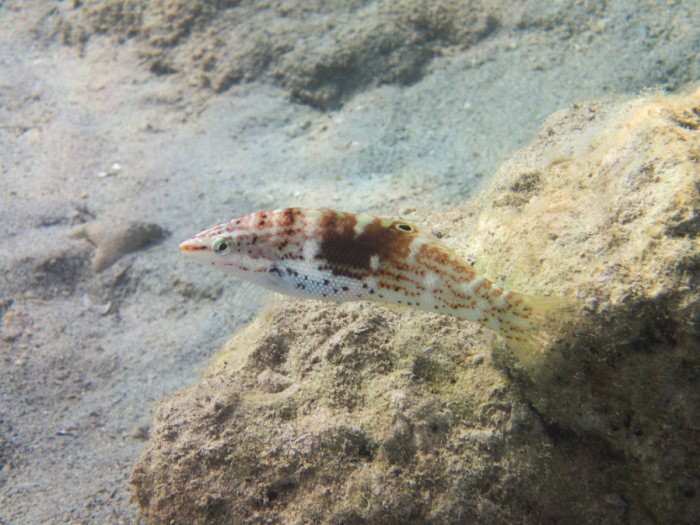 Coris batuensis