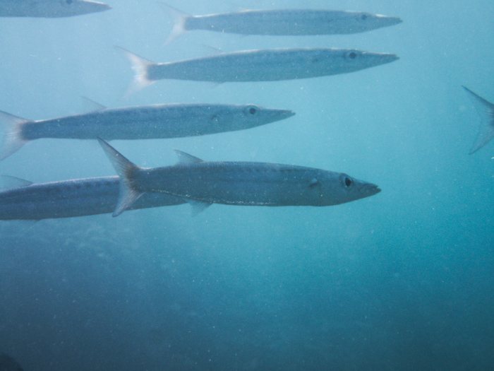 Barracouda