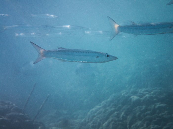 Barracouda