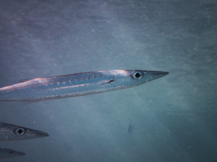 Barracouda