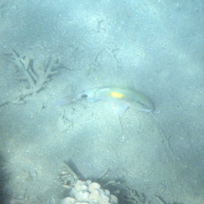 Parupeneus indicus