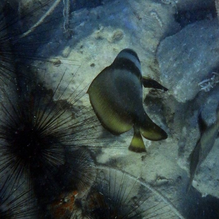 Platax orbicularis