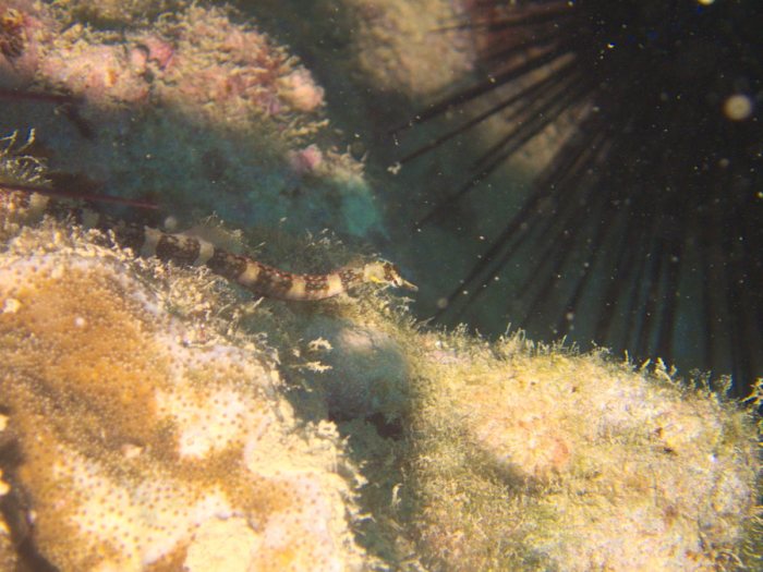 Corythoichthys amplexus