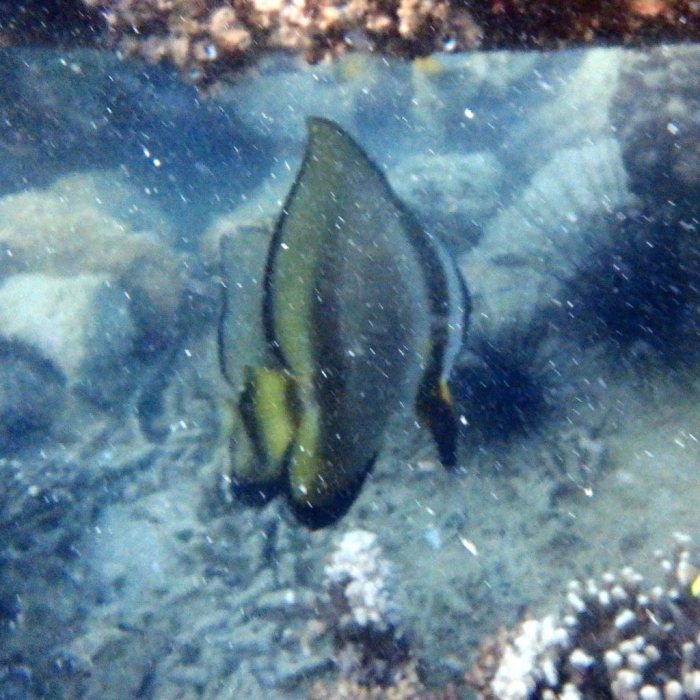 Platax orbicularis