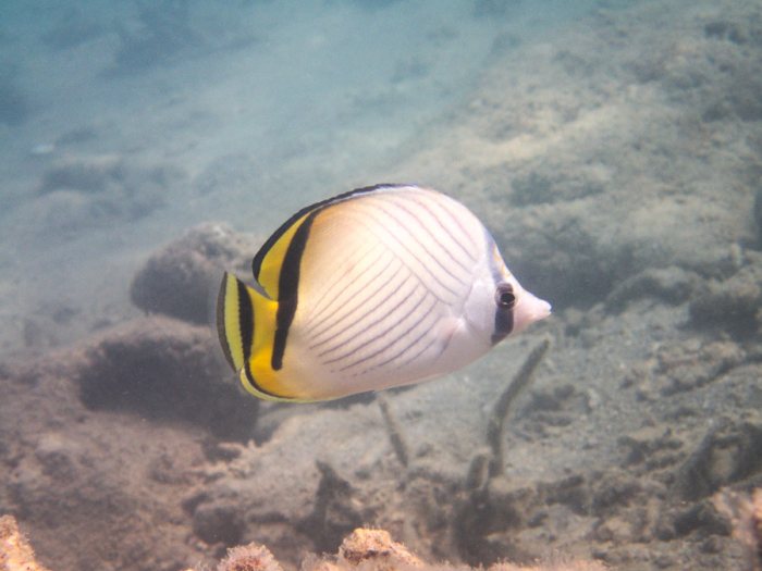 Chaetodon vagabundus