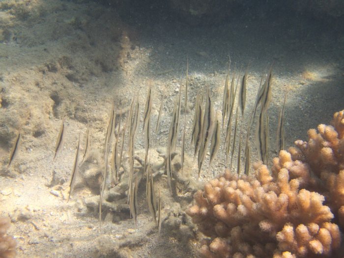 Aeoliscus strigatus