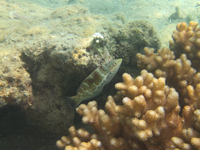 Coris batuensis