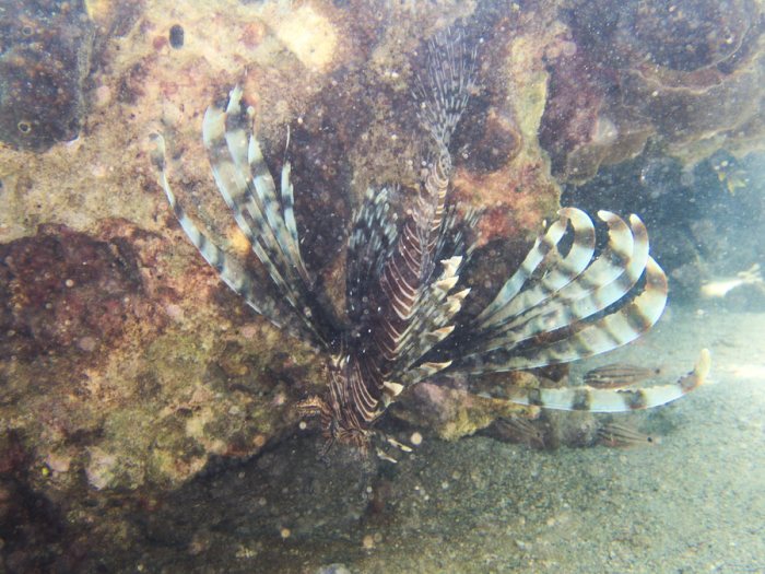Poisson-scorpion