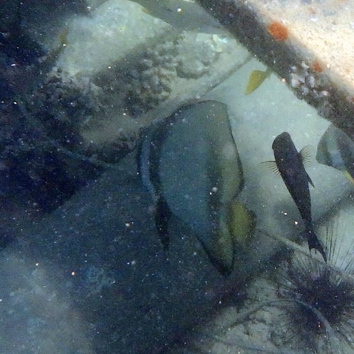Platax orbicularis