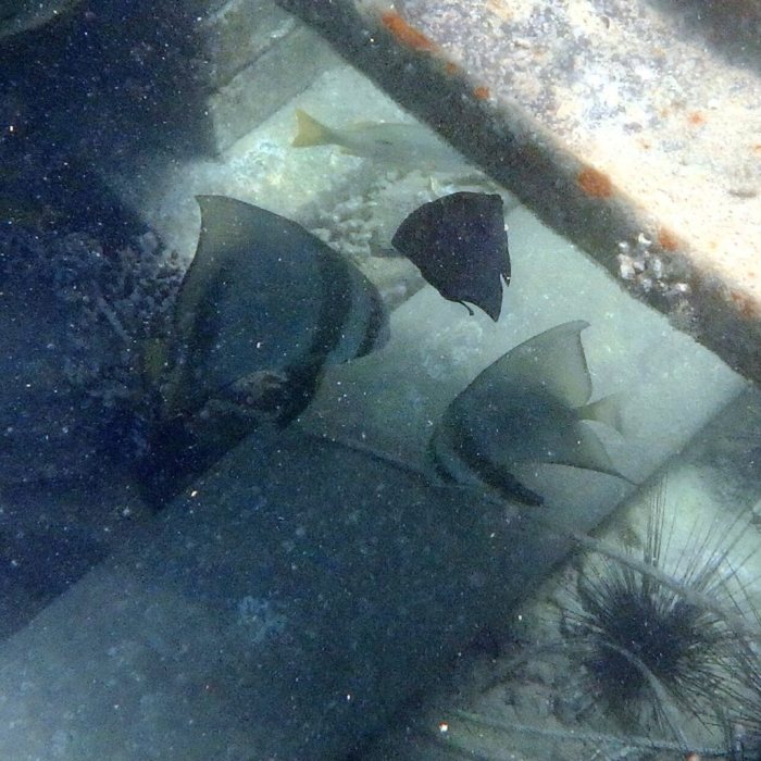 Platax orbicularis