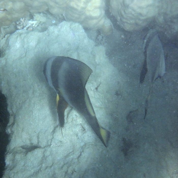 Platax orbicularis