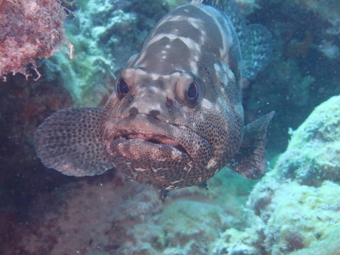 Epinephelus polyphekadion