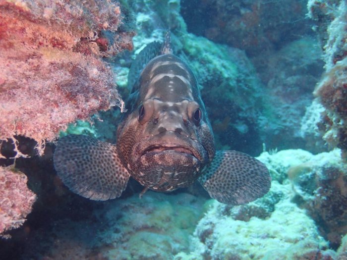 Epinephelus polyphekadion