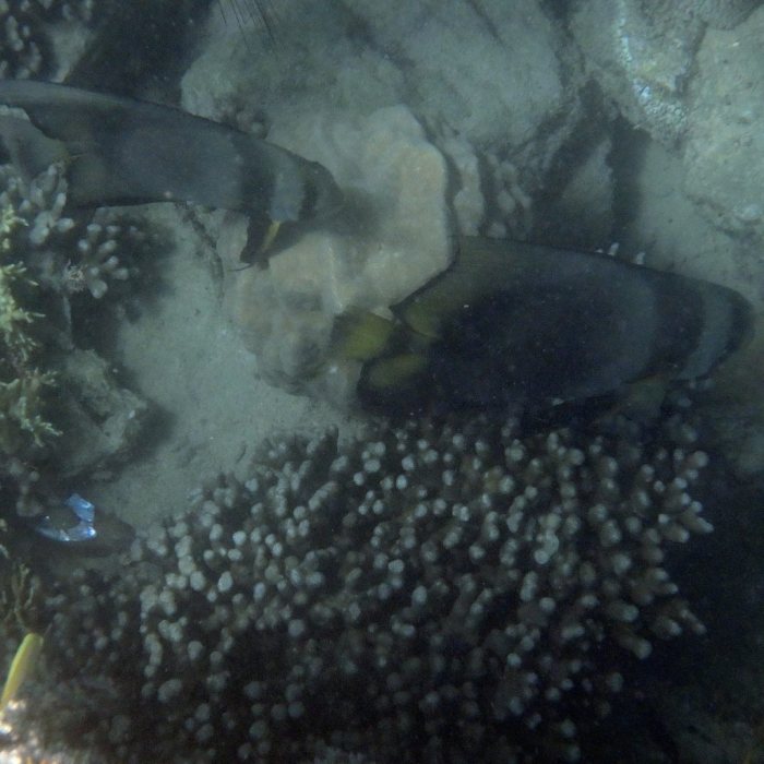 Platax orbicularis