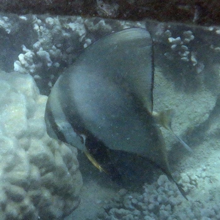 Platax orbicularis
