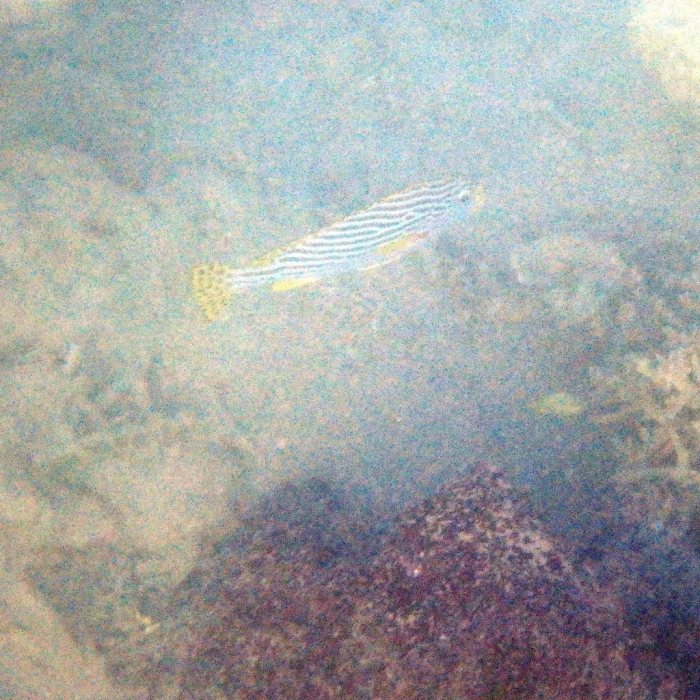 Plectorhinchus lineatus