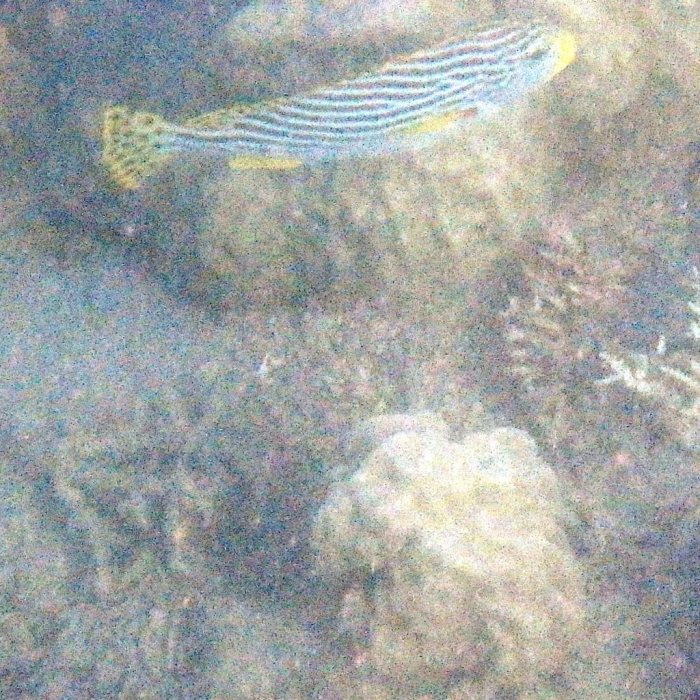 Plectorhinchus lineatus