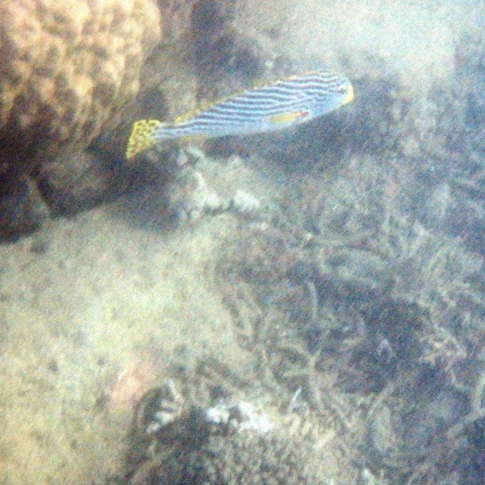 Plectorhinchus lineatus