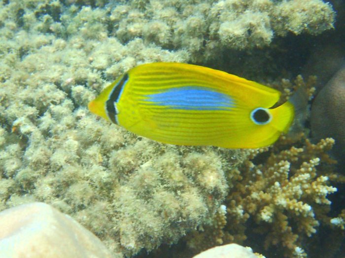 Chaetodon plebeius