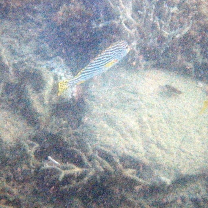 Plectorhinchus lineatus