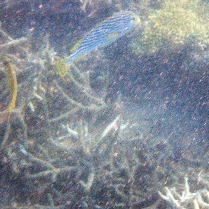Plectorhinchus lineatus