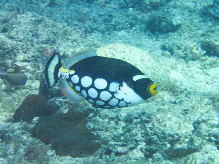Balistoides conspicillum
