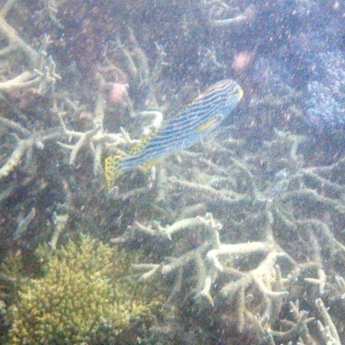 Plectorhinchus lineatus