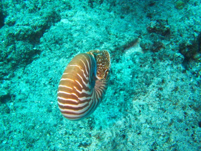Nautile