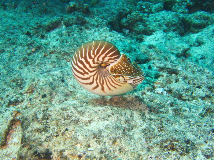 Nautile