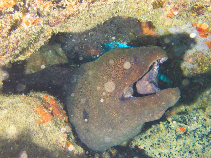Gymnothorax flavimarginatus
