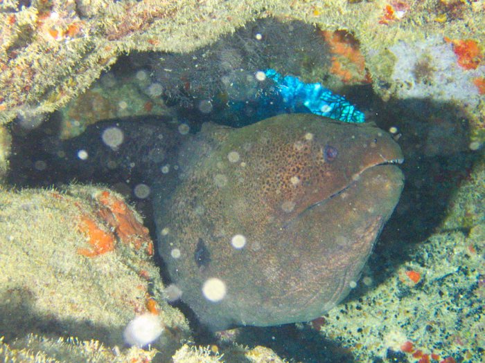 Gymnothorax flavimarginatus