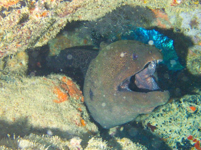 Gymnothorax flavimarginatus
