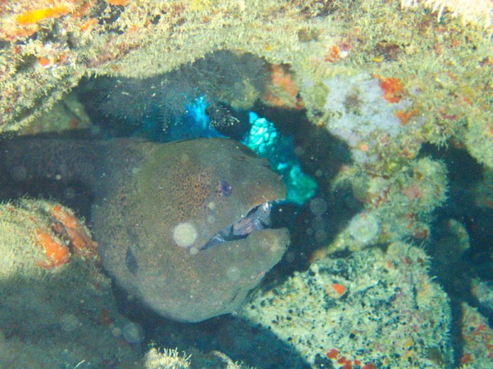 Gymnothorax flavimarginatus