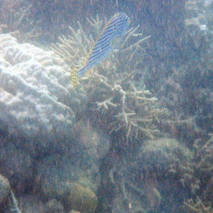 Plectorhinchus lineatus