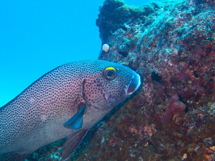 Plectorhinchus picus
