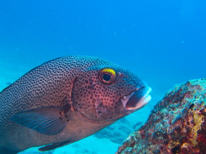 Plectorhinchus picus