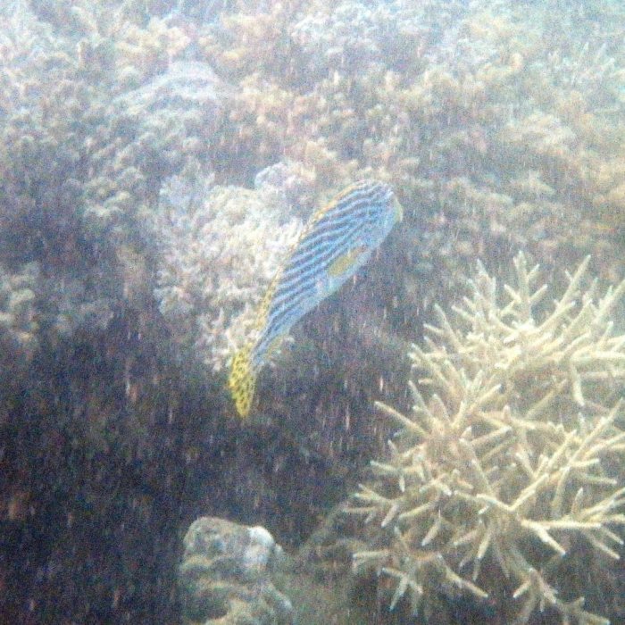 Plectorhinchus lineatus