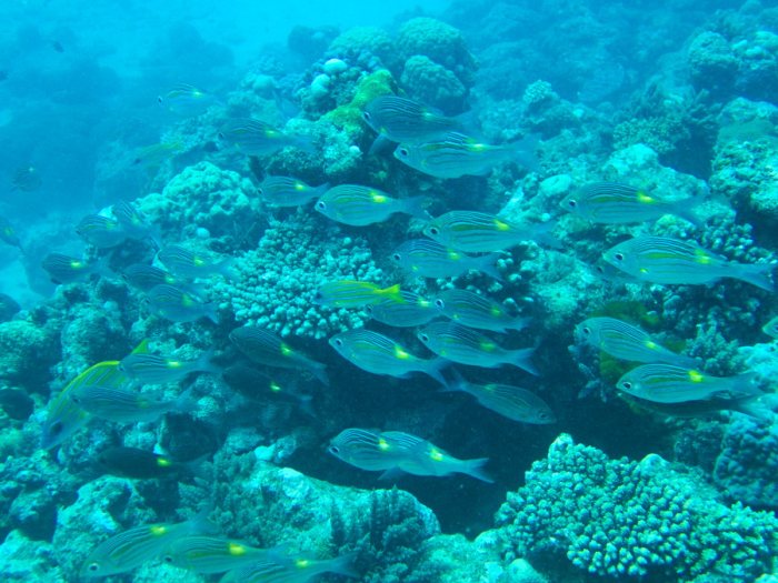 Gnathodentex aurolineatus