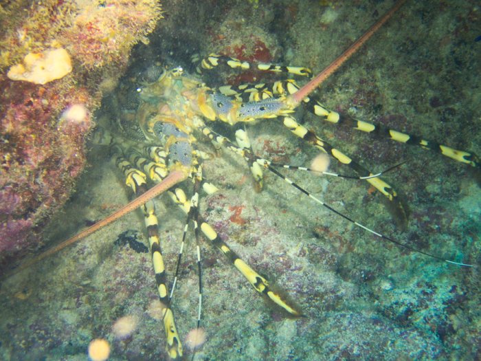 Langouste