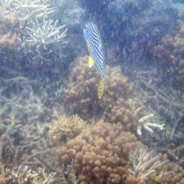 Plectorhinchus lineatus