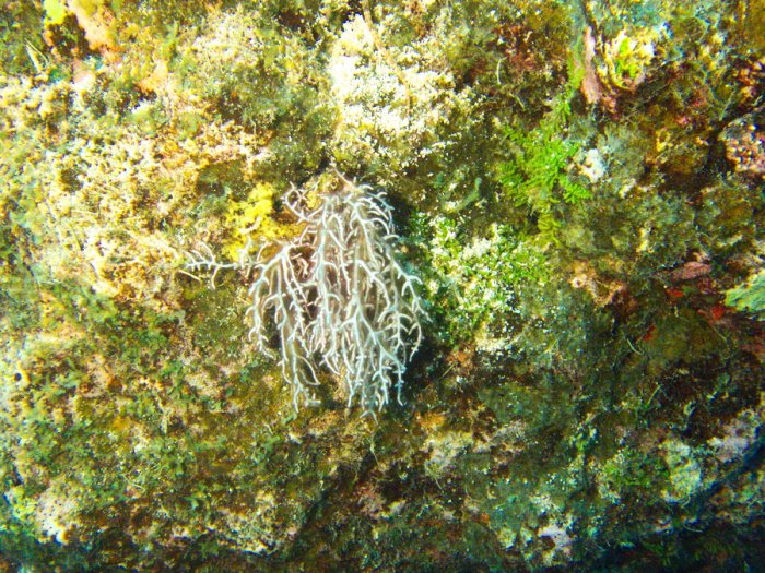 Trichogloea requienii