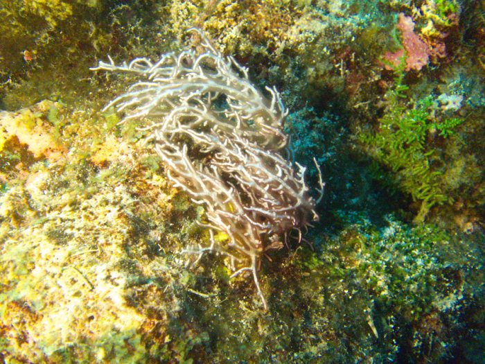 Trichogloea requienii