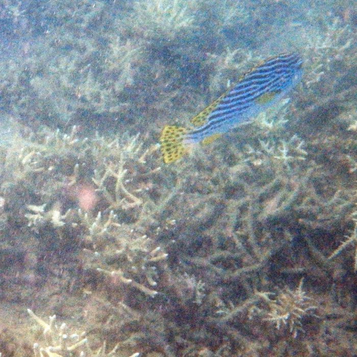 Plectorhinchus lineatus