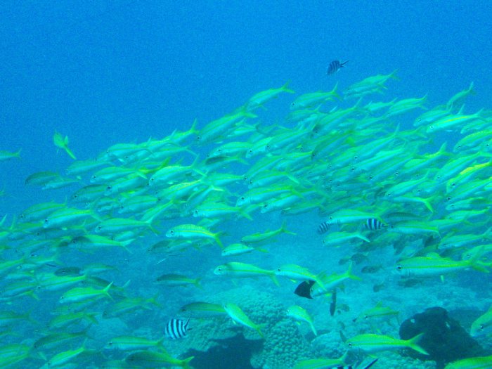 Lutjanus lutjanus