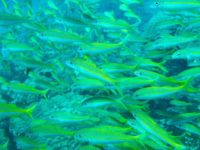 Lutjanus lutjanus