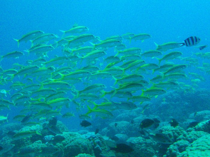 Lutjanus lutjanus