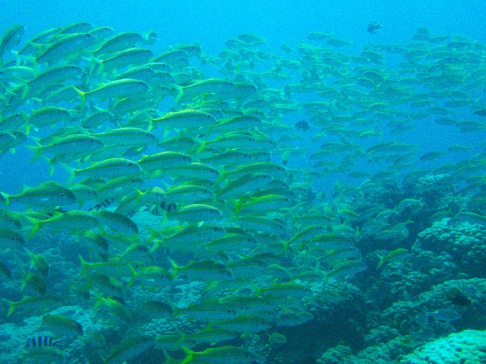 Lutjanus lutjanus