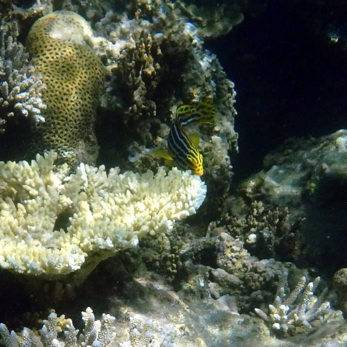 Plectorhinchus lineatus